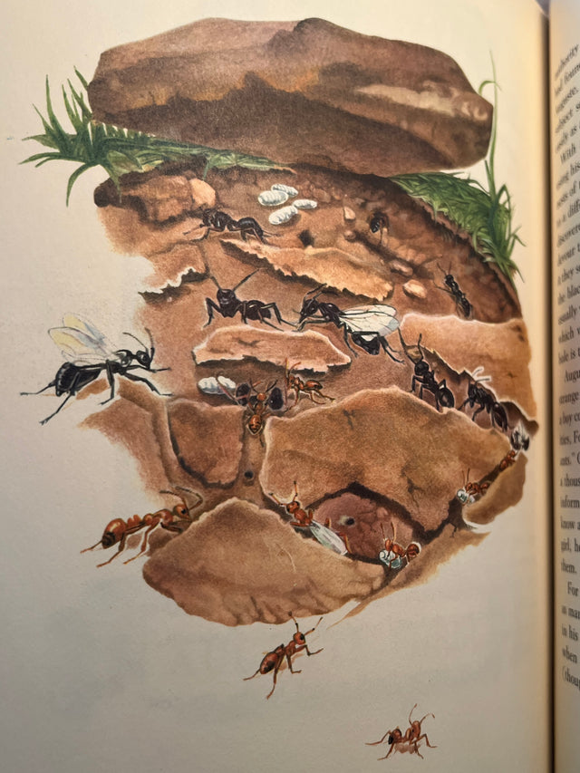 The Rainbow Book of Nature - D.C. Peattie, Rudolf Freund Illustrations