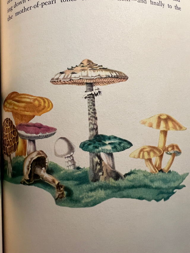 The Rainbow Book of Nature - D.C. Peattie, Rudolf Freund Illustrations